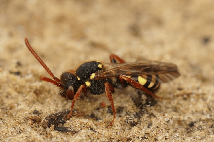 Getting to Know the Nomad Bee