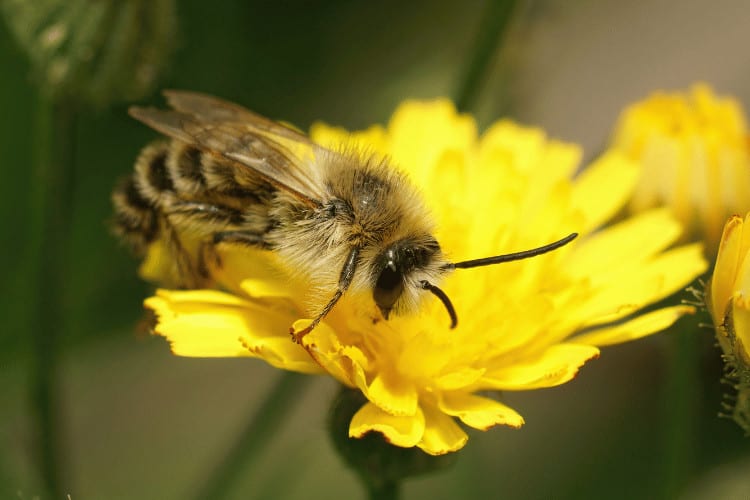 Closeup on a fluffy male Pantaloon bee