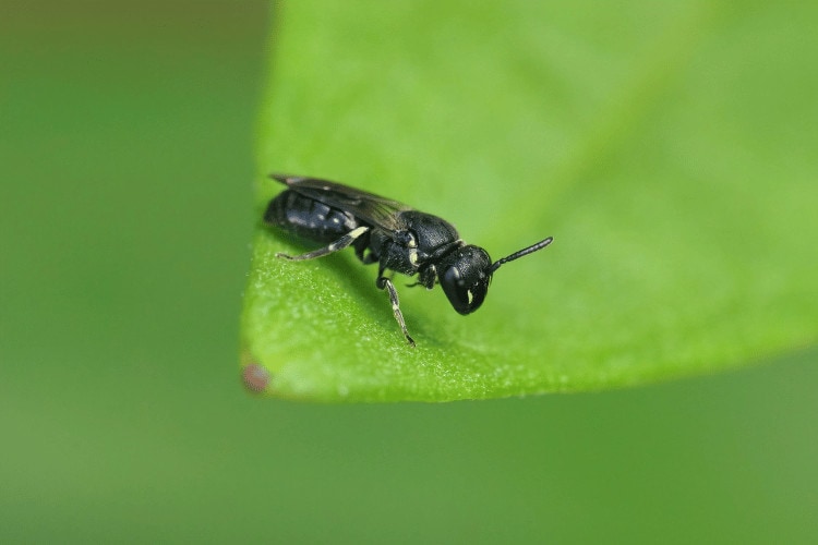 Closeup on a small black female Common Yellow-face Bee sitting on a green leaf