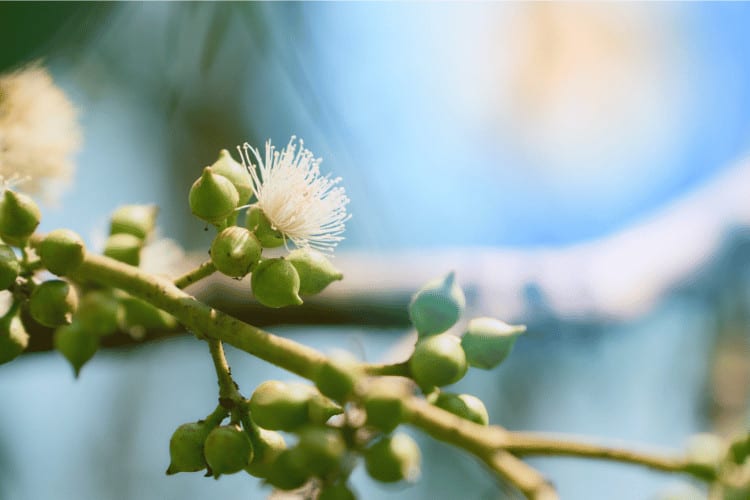 Eucalyptus Flower blooming in sun rays