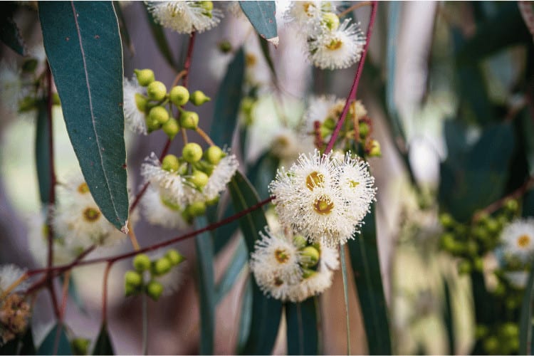 Eucalyptus tereticornis white flower close up