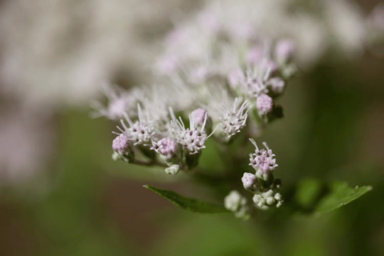 Eupatorium perfoliatum