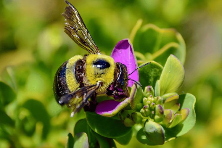 All About Carpenter Bee Hovering