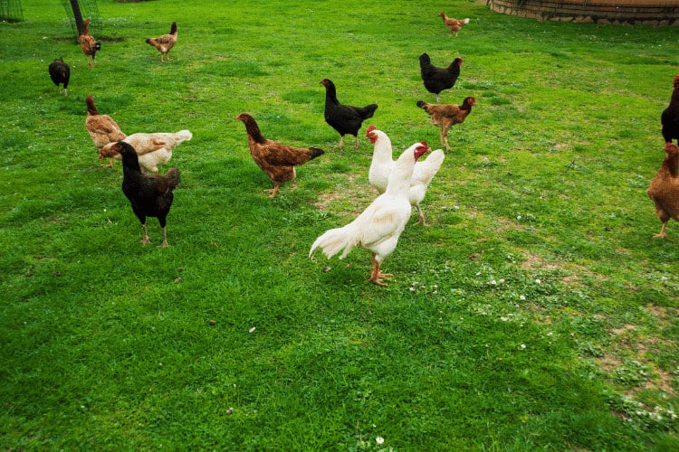 Free Range foraging chickens at organic farm