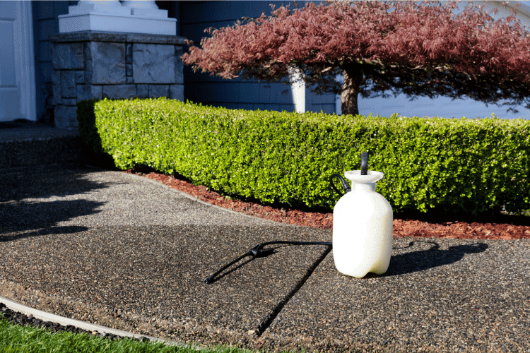 Gallon sprayer in front on home shrubs 
