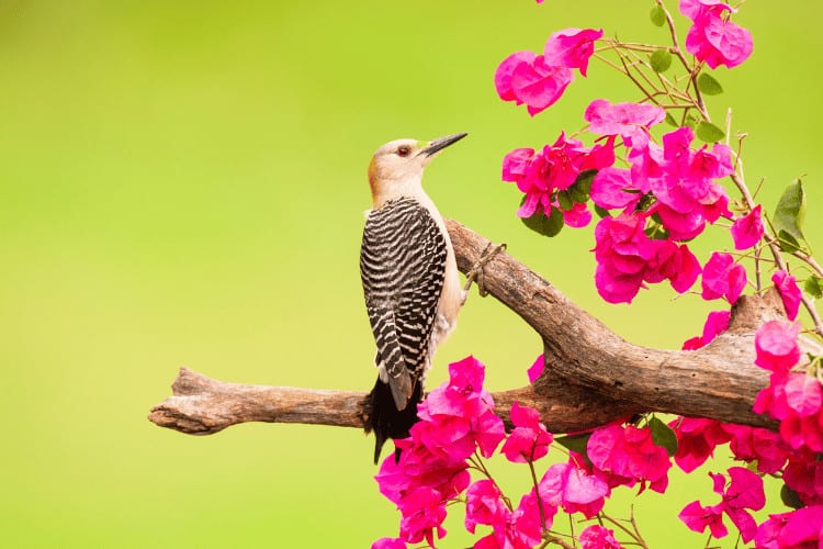 Golden-fronted Woodpecker