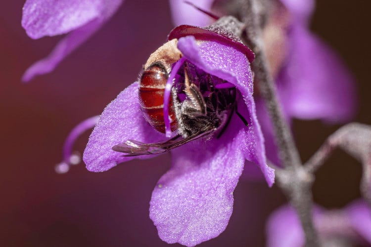 Halictid bees