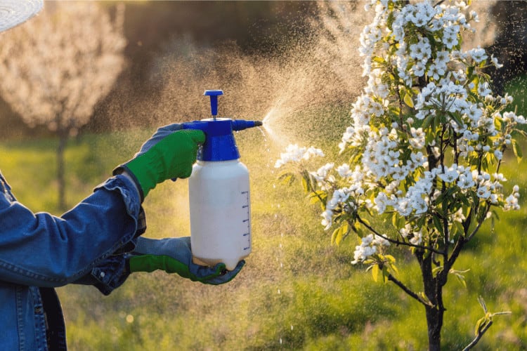 Hands wearing gloves while spraying orchids