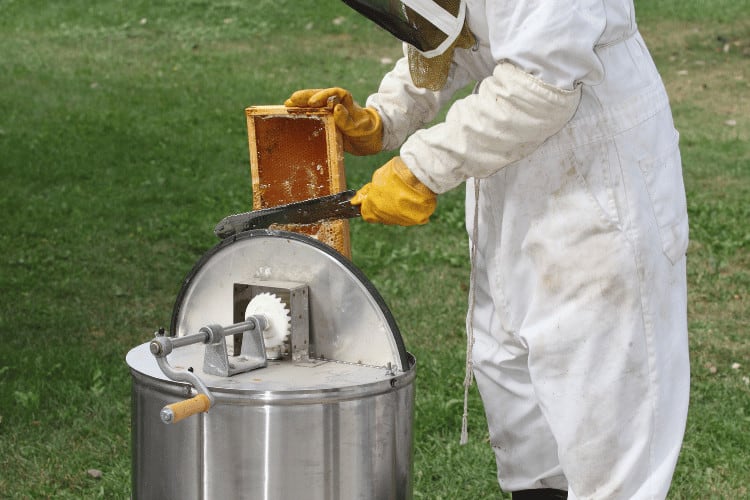 Harvesting honey