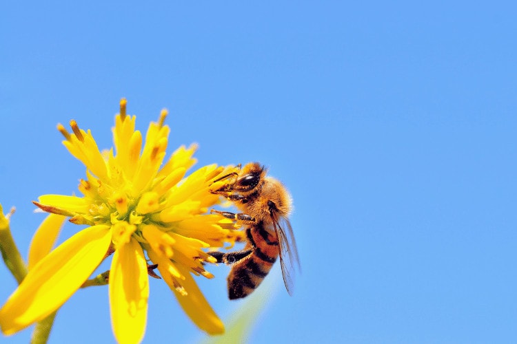 Honey Bee Nectaring On Yellow Wingstem