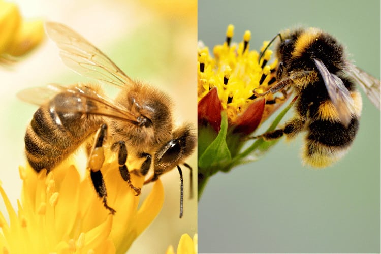 Do Honey Bees and Bumblebees Get Along?