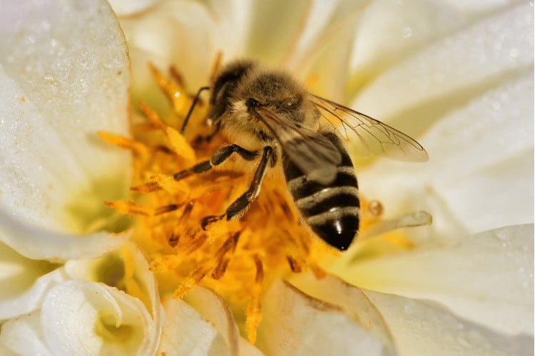 Honey bee on flower