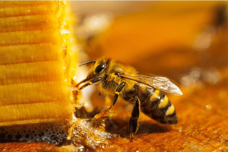 Close up of Honey bee