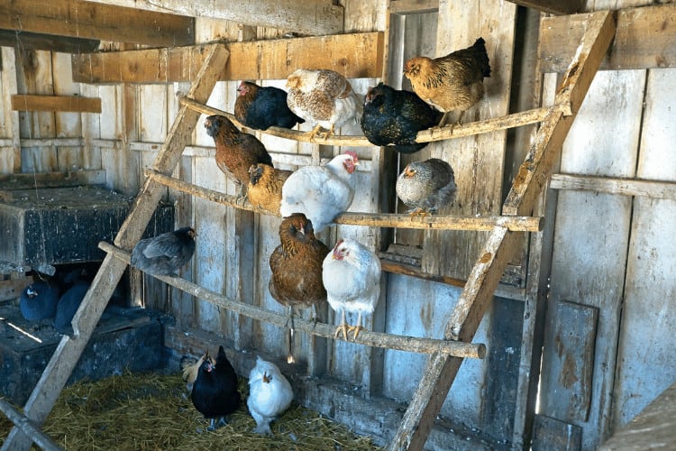 Inside a chicken coop with a variety of chicken