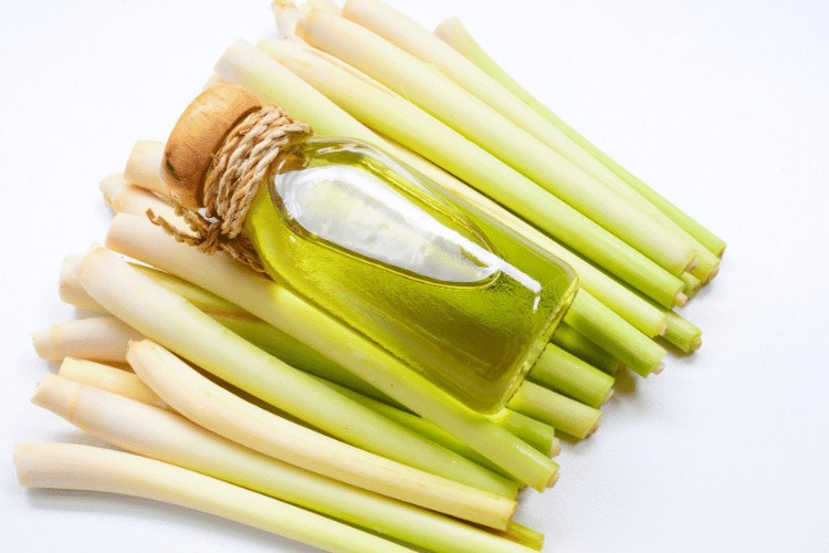 Lemongrass with a bottle of it's essential oil