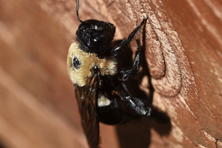 Macro photo of carpenter bee on decking wood