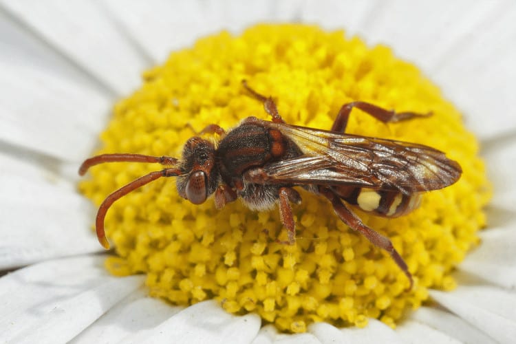 Nomada marshamella sitting on a flower