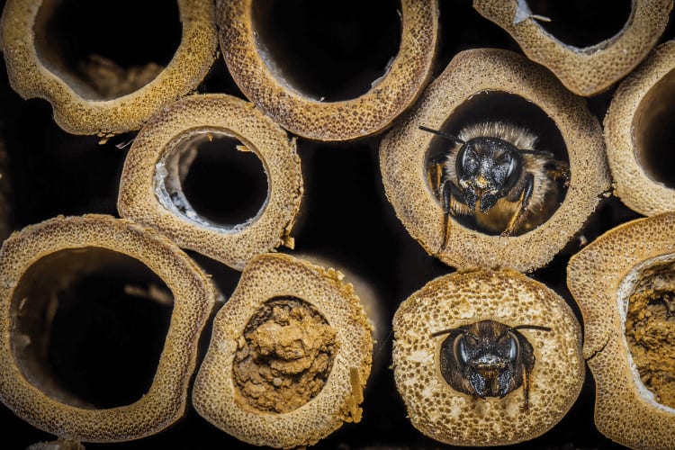 Red Mason bee apartment block