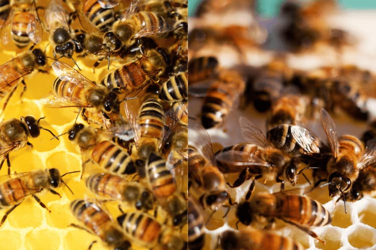 Saskatraz Bees vs. Carniolan Bees: A Buzzing Comparison