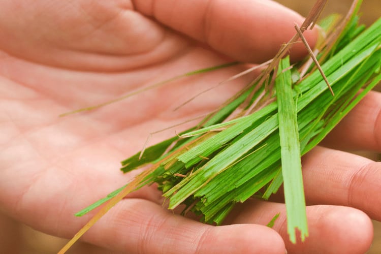 Does Lemongrass Attract Bees?