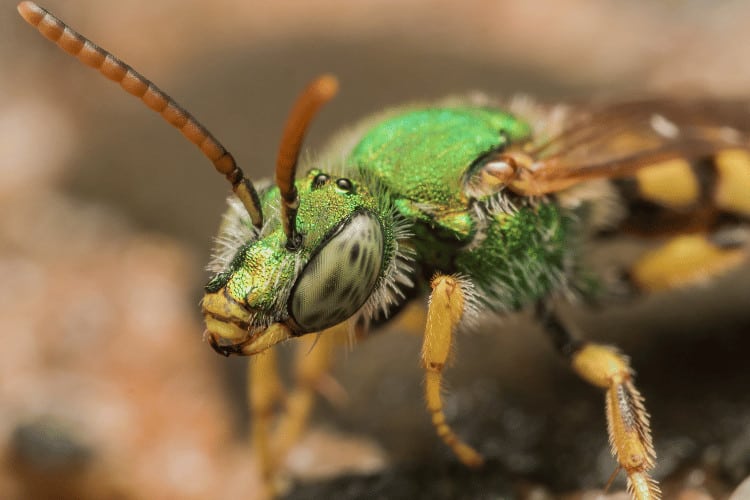 Sweat Bees: All You Need to Know as an Aspiring Beekeeper