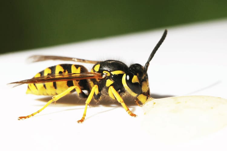 Carpenter Bee vs. Wasp: How Are They Different?