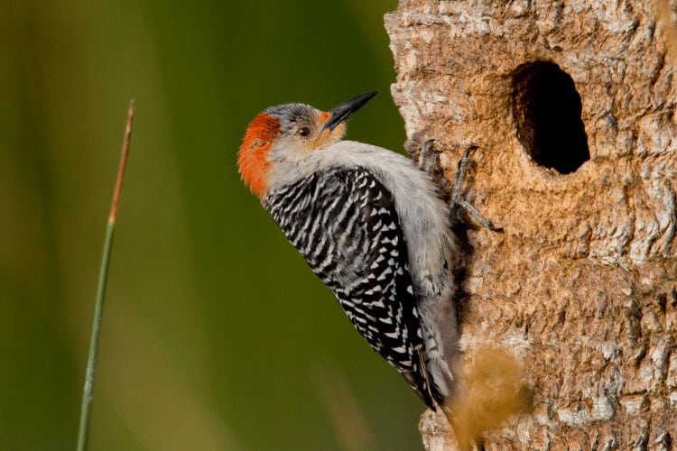 Woodpeckers 