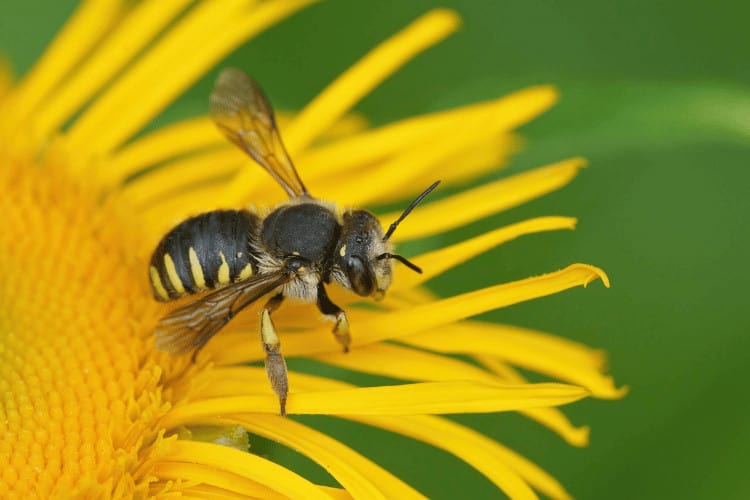 Wool Carder Bee