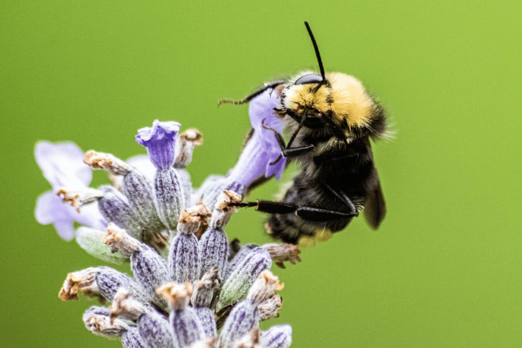 The Yellow-Faced Bee: All You Need to Know Before Keeping It