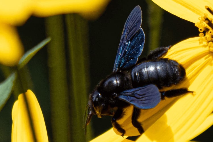 a carpenter bee