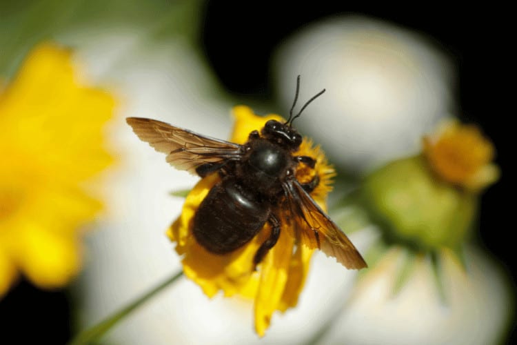 carpenter bee