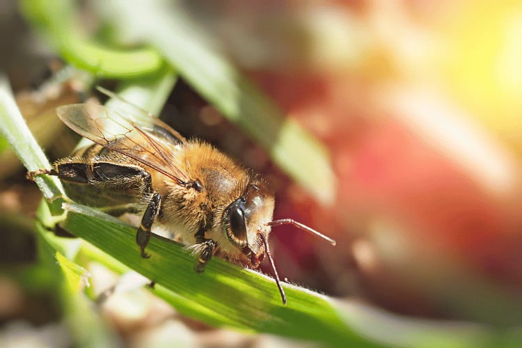 Close up of a bee on a blade of grass with sun rays and a blurry background