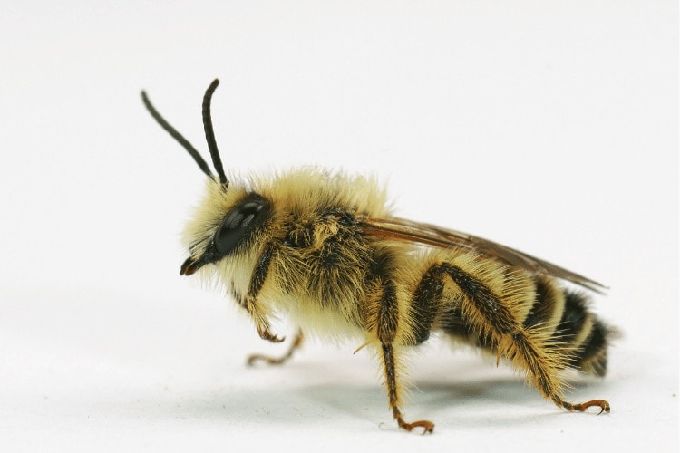 Pantaloon Bees: Characteristics, Behavior, Nesting, and More!