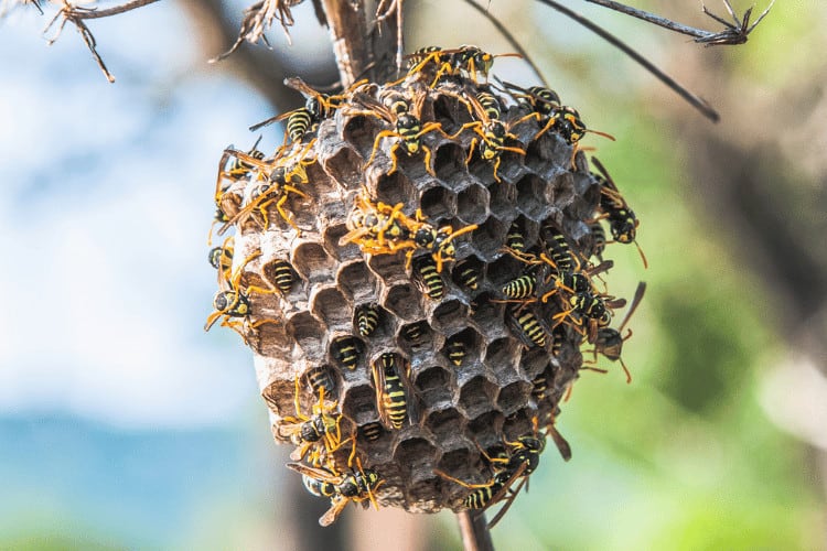 wasp hive